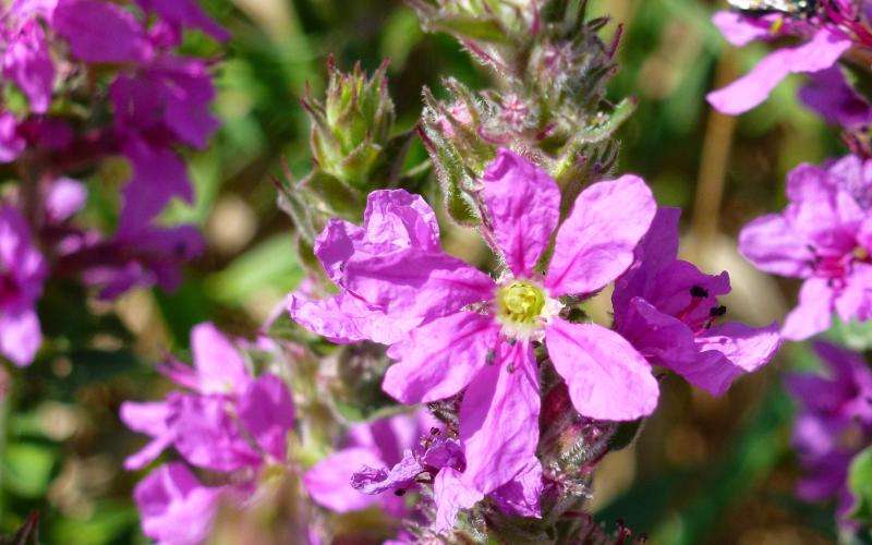 A closeup of purple flowers on a stem. 