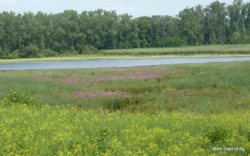 Numerous purple flowering plants along a pond.  