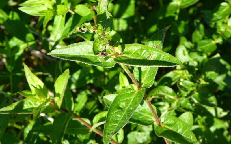 A closeup of green leaves.