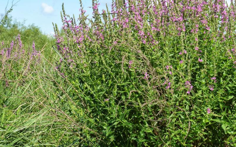 A tall plant with purple flowers and a blue sky.   