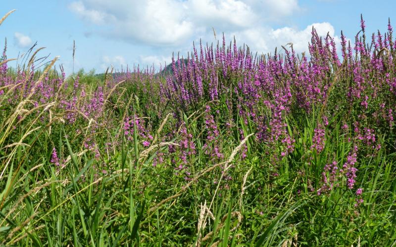 Numerous purple flowering plants with sky in the background.  