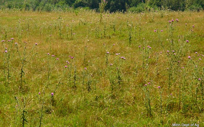 Grassland landscape with scattered plants with purple flowers. 