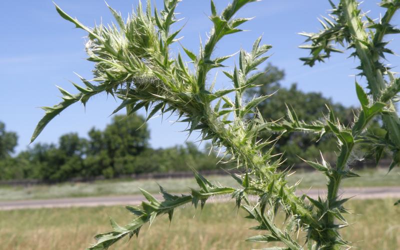 Closeup of stem with numerous sharp pines with a blue sky and grassland in the background. 