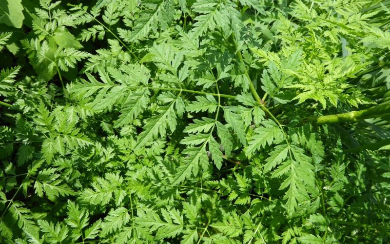 Closeup of fernlike leaves.  