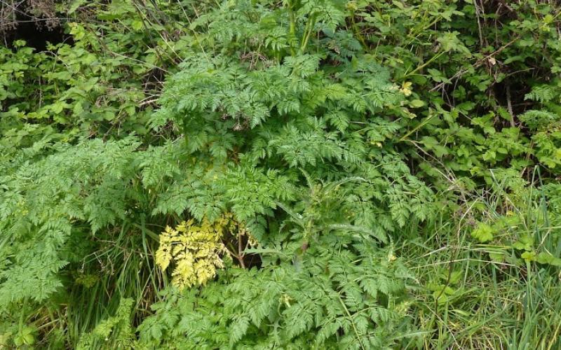 A plant with fernlike leaves in front of a group of shrubs.  