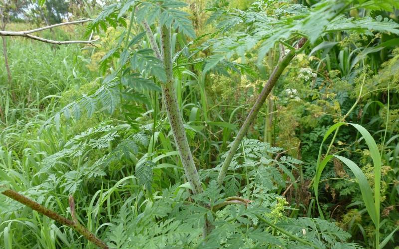 Closeup of a stem with purple spots and fernlike green leaves. 