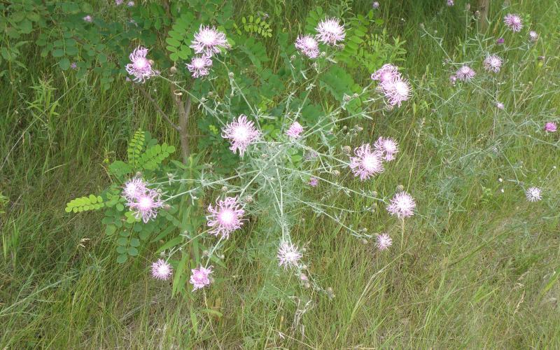 Looking down on a group of purplish flowers with grass in the background.   