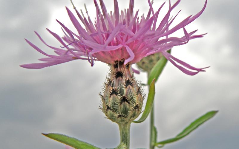 Closeup of a purple flower with bracts underneath and a gray background. 