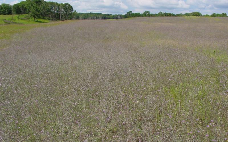 A large field filled with plants with purple flowers and trees in the background.  