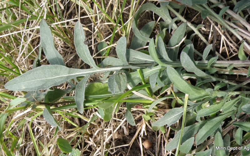 Closeup of a deeply lobed, grayish green leaf with grass in the background.    