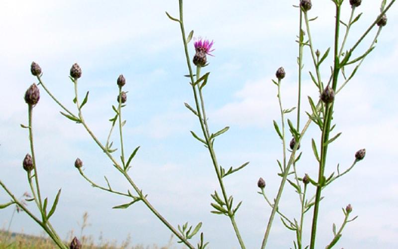 A single plant with multiple branches and purple flowers at the tips with a gray sky in the background.     