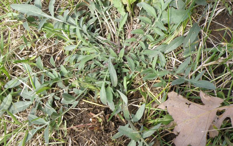 A cluster of grayish green, lobed leaves growing in grass. 