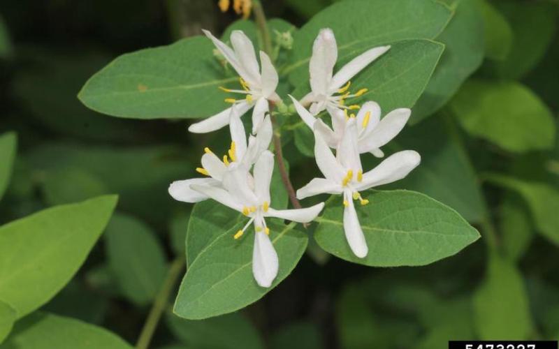 A close-up of a cluster of white tubular flowers and green leaves in the background. 