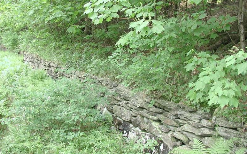 Shrubs growing on top of and next to a stone retaining wall. 