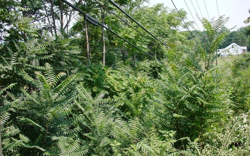 Trees growing under a power line. 