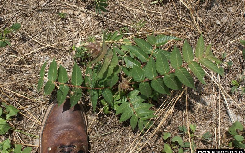 A tree seedling with bare ground and a boot next to a leaf. 