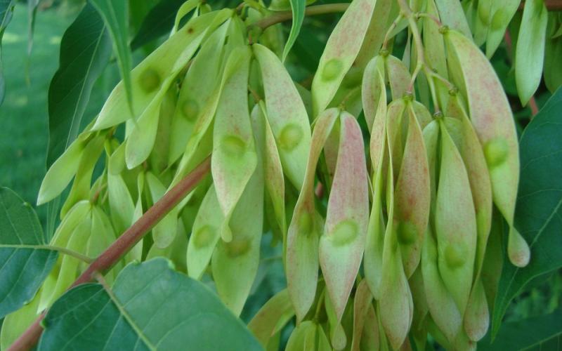 A large cluster of long, thin seedpods.  