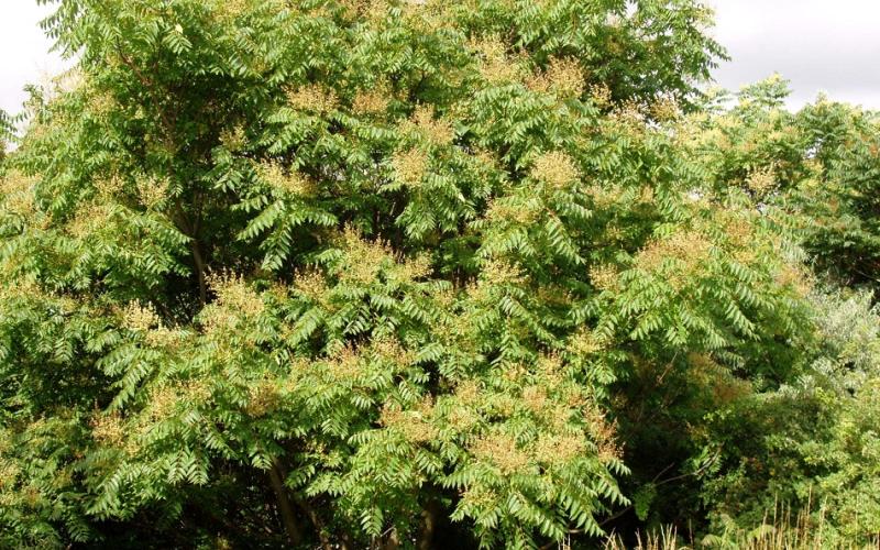 A large tree with flower clusters at the ends of the branches. 