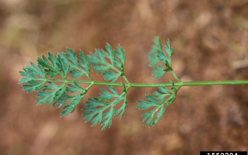 A closeup of a fernlike leaf with a brown background.  