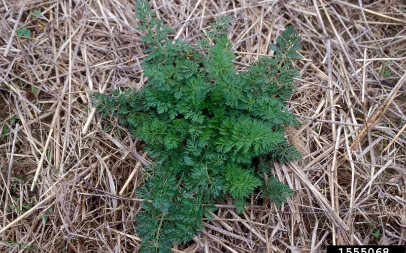 A clump of fernlike leaves with dried grass stems in the background.  