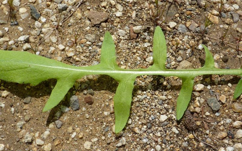 A single, deeply lobed leaf laying on a bare ground.