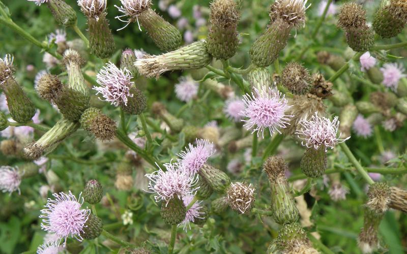 Numerous pinkish flowers and seedheads.  