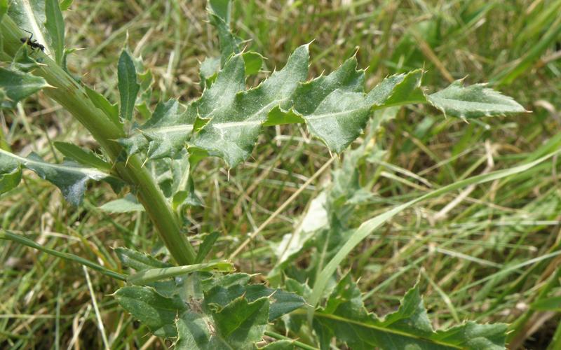 Leaf with sharp spines on the margins.  