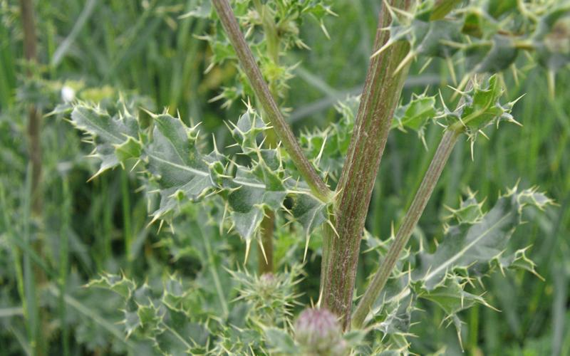 Multiple spiny leaves growing off one stem. 