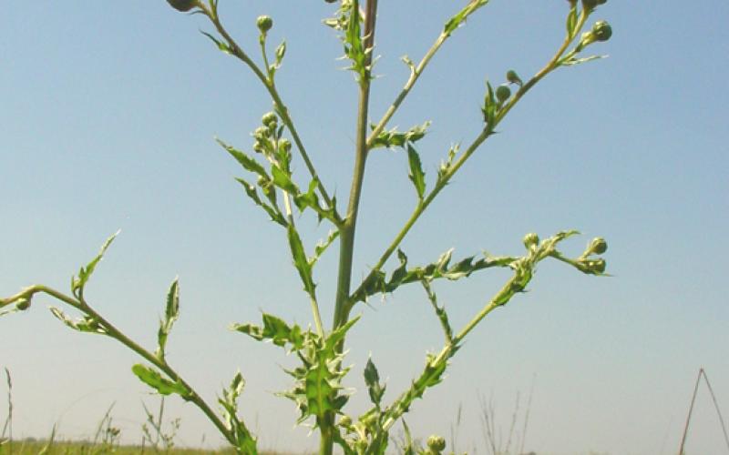 Single plant with cluster of purplish and unopened flowers with the sky in the background.  