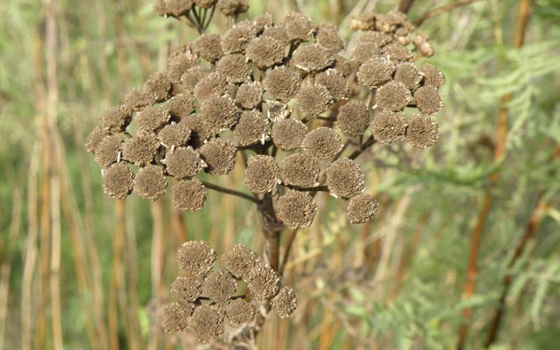 Small, brown clusters of button-like seeds with a blurred background.  