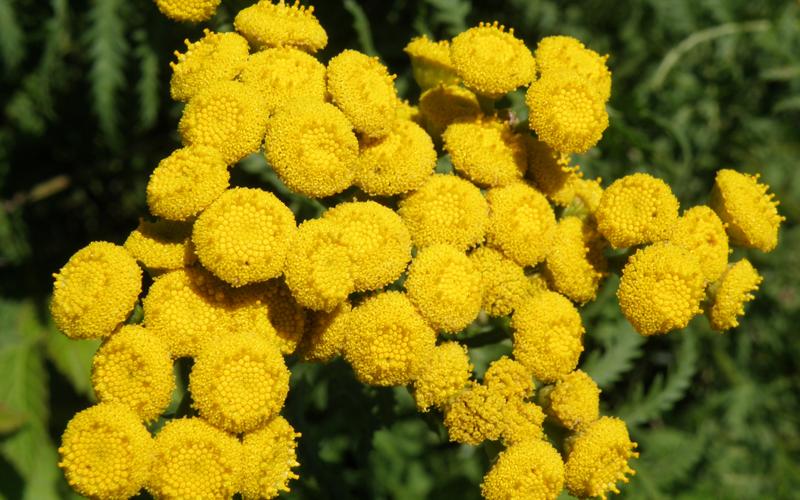 A cluster of yellow, button-like flowers.  