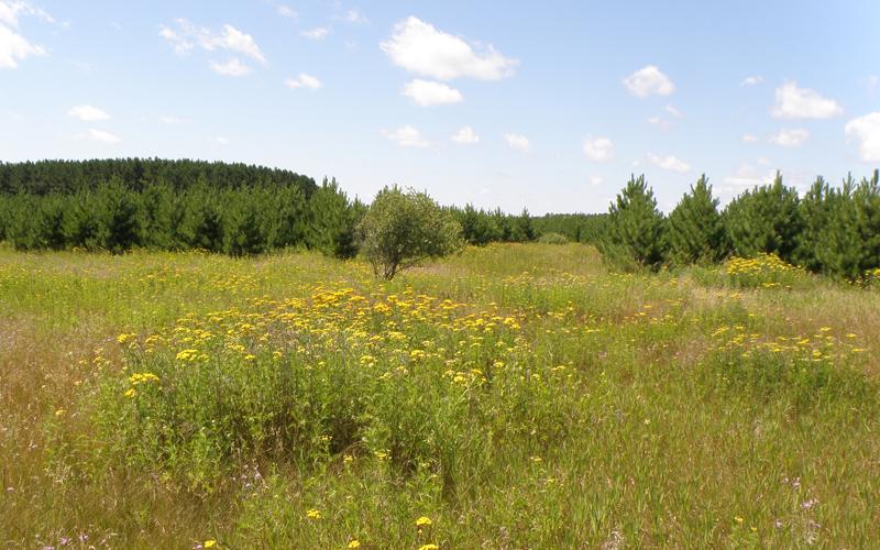 A grassy meadow with trees in the background and clumps of plants with yellow flowers.  