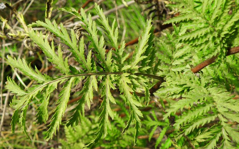 A closeup of a fernlike leaf.   