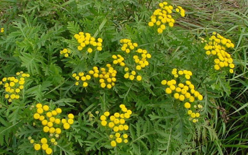 A plant with fernlike leaves and small, yellow flowers. 