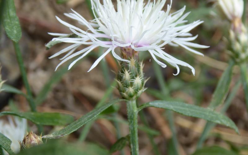 White flower with bracts beneath the flower and green stems and leaves.