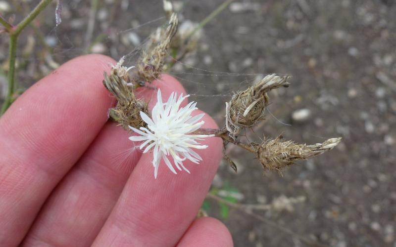 A hand holding a very small, white flower with a blurred background.