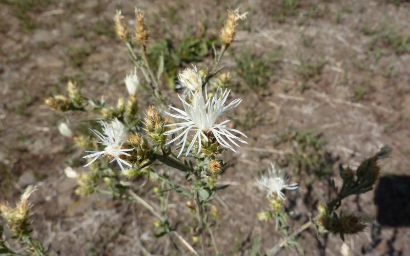 A cluster of three white flowers with a blurred background.