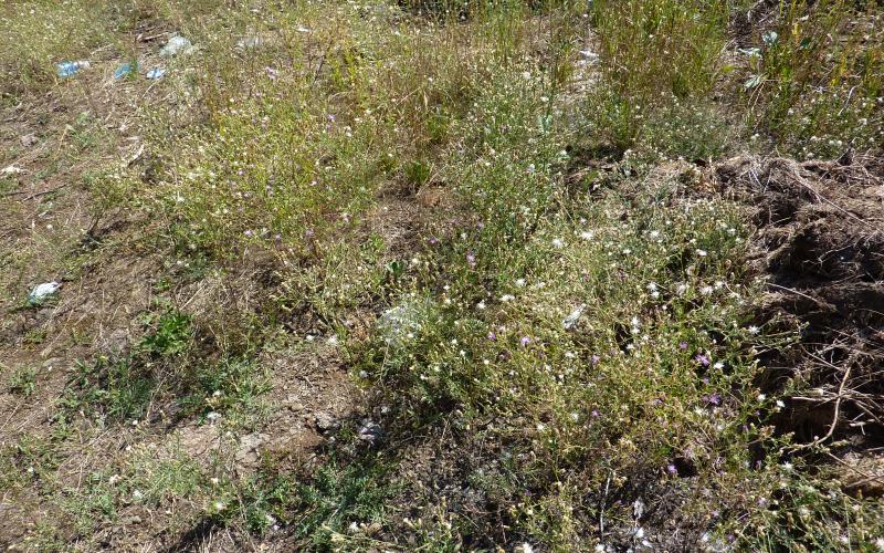 A group of plants with white, pink, and purple flowers.