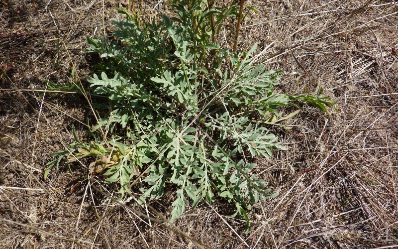 A cluster of basal leaves growing in a patch of dried grass.