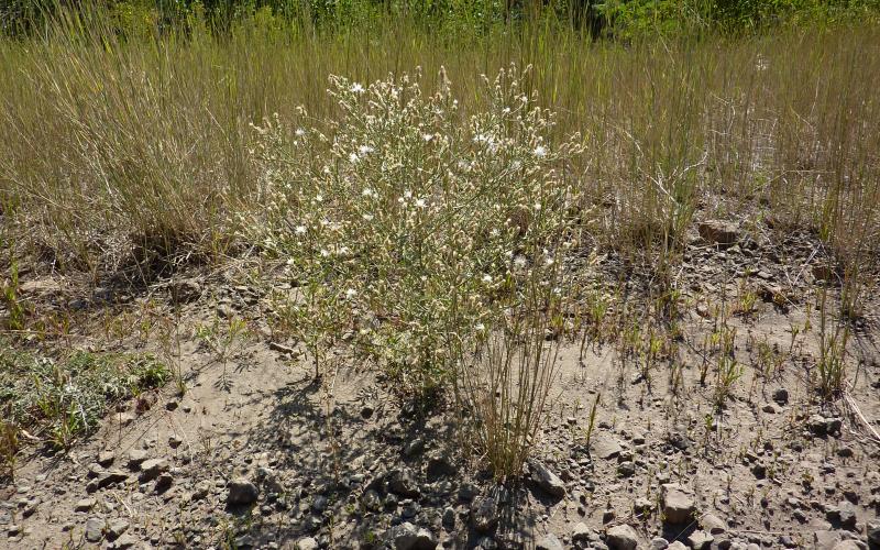 A single plant growing in rocky soil with grass in the background.