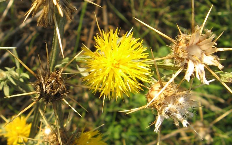 A yellow flower with spines below the flower.