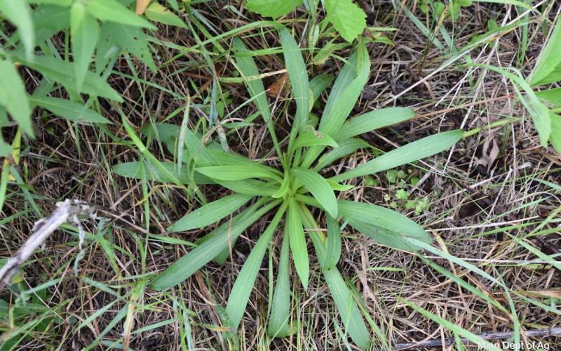 A cluster of basal leaves growing in grass.