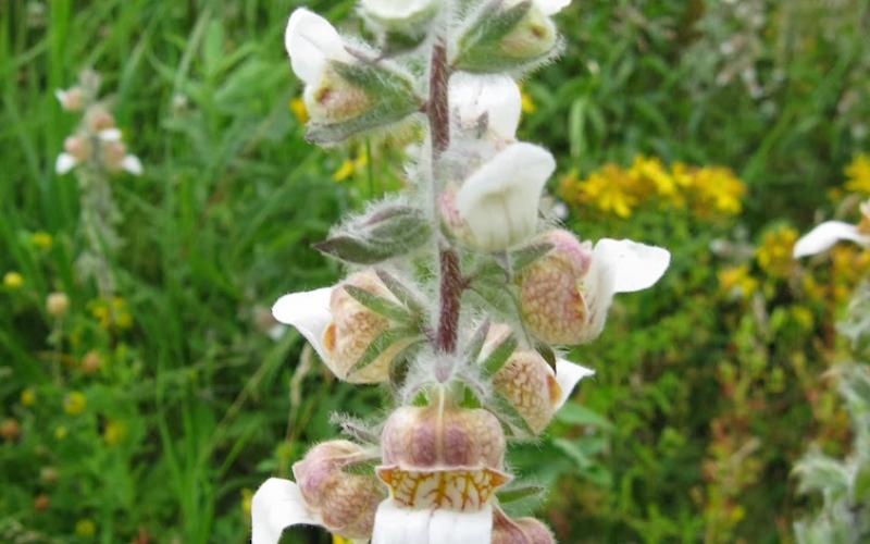 A closeup of a flower stalk; flowers are pinkish with brownish veins on the inside of the flower.