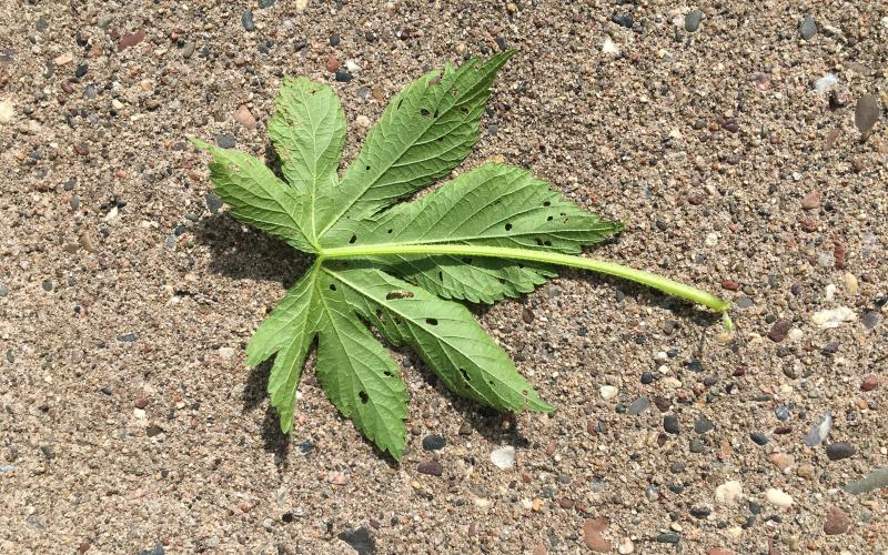 The petiole folded over the leaf with bare soil in the background.