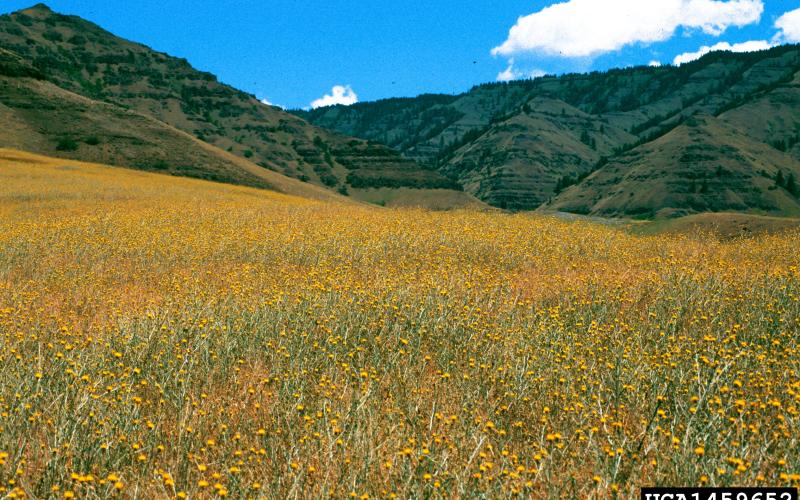 An infestation of plants in a mountain valley.