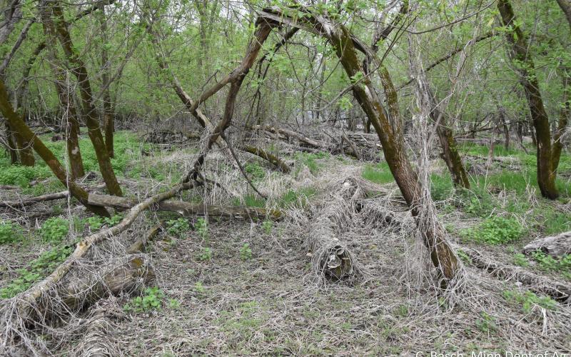 Dead vines covering the forest understory.