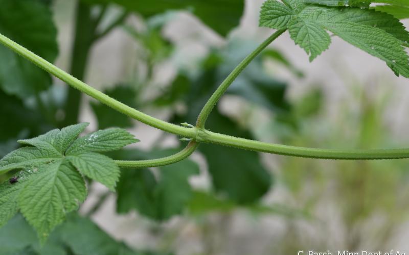 Closeup of a green vines with sharp hairs and two green leaves with deep lobes and a blurred background. 