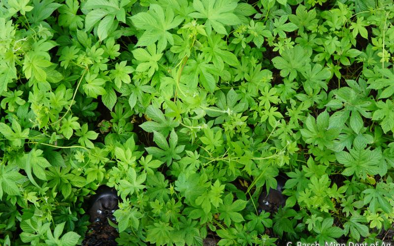 A mass of green lobed leaves and vines.  