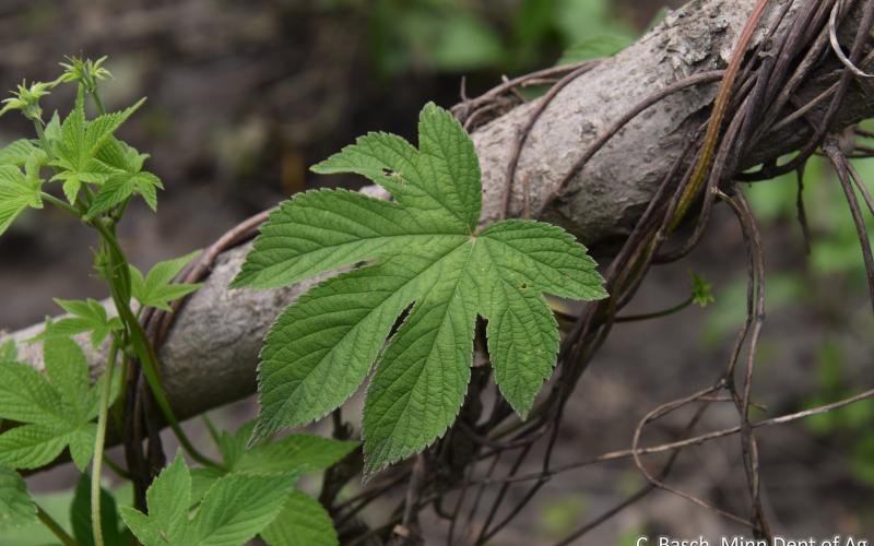 A closeup of a deeply lobed green leaf on a vine that’s twining around a tree branch. 