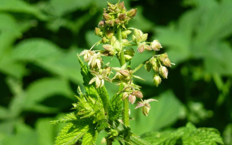 Closeup of a cluster of cream colored flowers with a blurred background. 